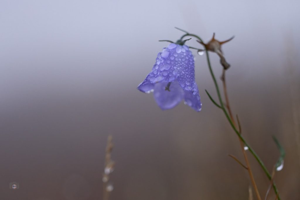 Zartheit im Nebel – die stille Kraft einer Blüte
