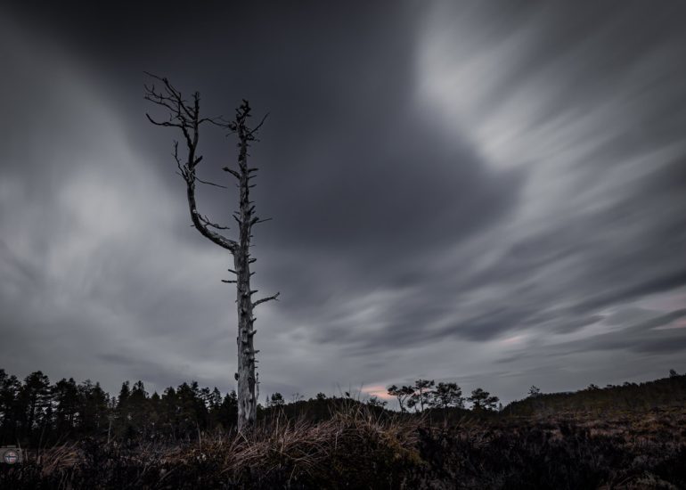 Abgestorbener kahler Baum unter einem dramatischen, durch Langzeitbelichtung bewegten Wolkenhimmel.