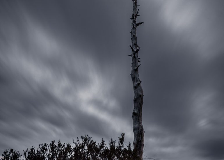 Abgestorbener kahler Baum unter einem dramatischen, durch Langzeitbelichtung bewegten Wolkenhimmel.