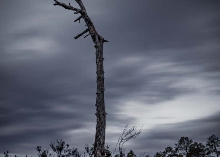 Abgestorbener kahler Baum unter einem dramatischen, durch Langzeitbelichtung bewegten Wolkenhimmel.