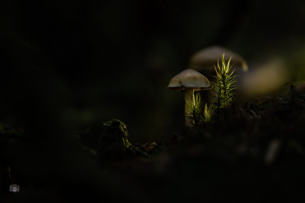 Mystische Pilze im dunklen Wald