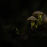 Mystische Pilze im dunklen Wald