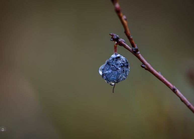 Makrofotografie einer verblassten blauen Beere im Herbst, mit feuchtem Glanz und Regentropfen. Symbol für Melancholie, Vergänglichkeit und stille Schönheit.
