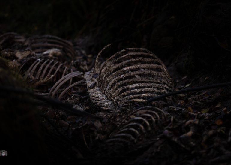 FineArt Fotografie von Überresten im herbstlichen Wald. Symbol für Vergänglichkeit, Naturkreislauf und stille Melancholie.