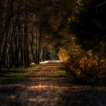 Am Ende des Herbstes