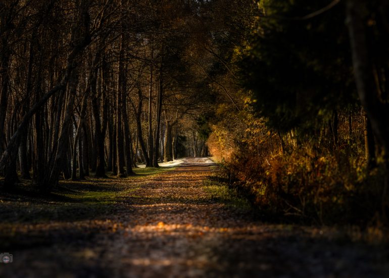 Ein Waldweg im sanften Licht eines frühen Herbstmorgens. Goldene Töne, feuchtes Laub und eine Atmosphäre stiller Melancholie und Frieden.