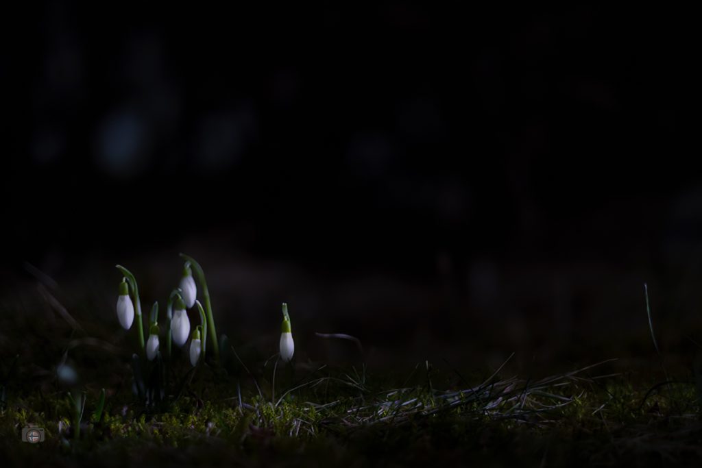 Kleine Schneeglöckchen stehen im Wald in einem schmalen Lichtfleck. Das Licht kommt flach von der Seite und hebt die Blüten aus der Dunkelheit hervor. Der Hintergrund bleibt ruhig und weich.