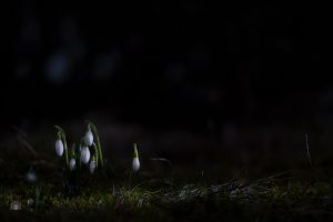 Kleine Schneeglöckchen stehen im Wald in einem schmalen Lichtfleck. Das Licht kommt flach von der Seite und hebt die Blüten aus der Dunkelheit hervor. Der Hintergrund bleibt ruhig und weich.
