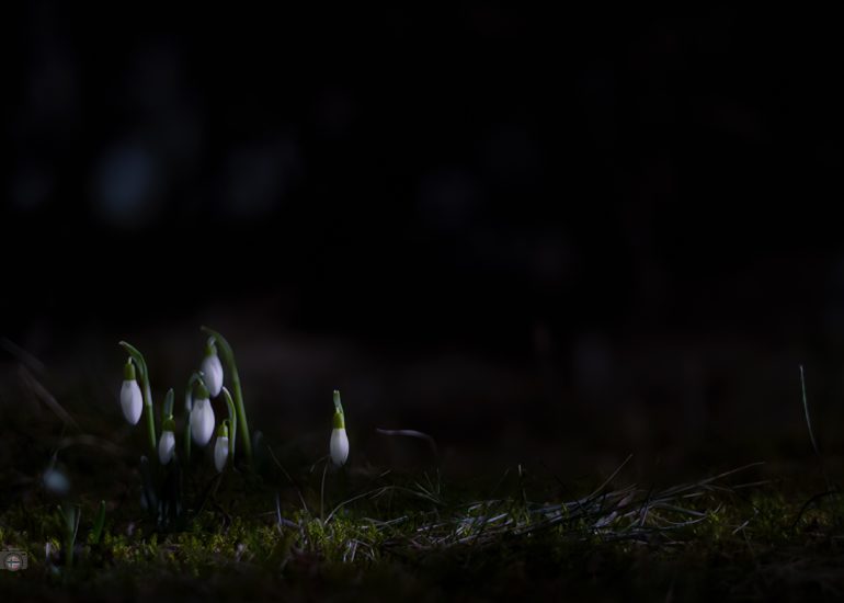 Kleine Schneeglöckchen stehen im Wald in einem schmalen Lichtfleck. Das Licht kommt flach von der Seite und hebt die Blüten aus der Dunkelheit hervor. Der Hintergrund bleibt ruhig und weich.