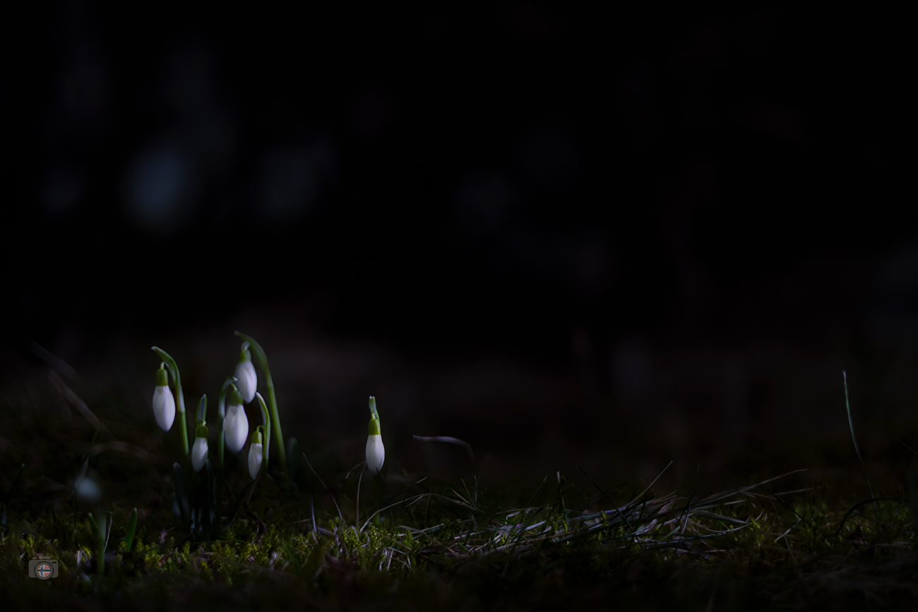 Kleine Schneeglöckchen stehen im Wald in einem schmalen Lichtfleck. Das Licht kommt flach von der Seite und hebt die Blüten aus der Dunkelheit hervor. Der Hintergrund bleibt ruhig und weich.