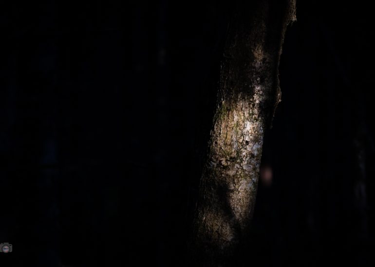 Von Sonnenlicht beleuchteter Baumstamm in dunklem Wald, FineArt-Fotografie aus dem Projekt Fragmente des Waldes.