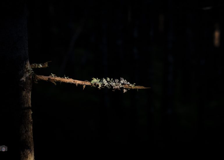 Von Sonnenlicht beleuchteter Baumstamm in dunklem Wald, FineArt-Fotografie aus dem Projekt Fragmente des Waldes.