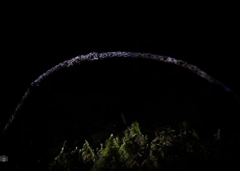 Von Sonnenlicht beleuchteter Baumstamm in dunklem Wald, FineArt-Fotografie aus dem Projekt Fragmente des Waldes.