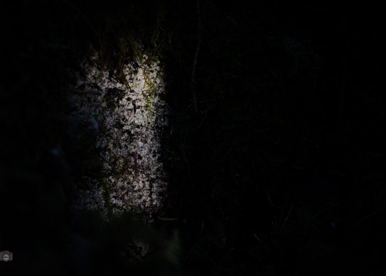 Von Sonnenlicht beleuchteter Baumstamm in dunklem Wald, FineArt-Fotografie aus dem Projekt Fragmente des Waldes.