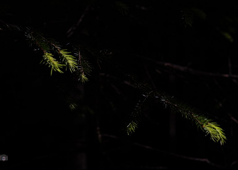 Von Sonnenlicht beleuchteter Baumstamm in dunklem Wald, FineArt-Fotografie aus dem Projekt Fragmente des Waldes.