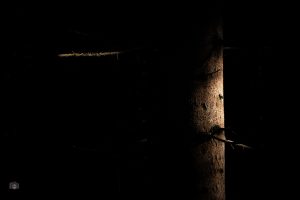 Von Sonnenlicht beleuchteter Baumstamm in dunklem Wald, FineArt-Fotografie aus dem Projekt Fragmente des Waldes.