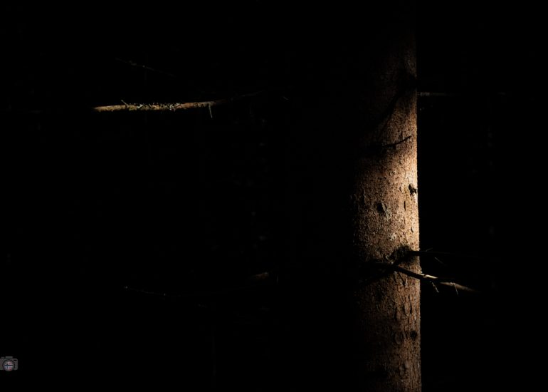 Von Sonnenlicht beleuchteter Baumstamm in dunklem Wald, FineArt-Fotografie aus dem Projekt Fragmente des Waldes.