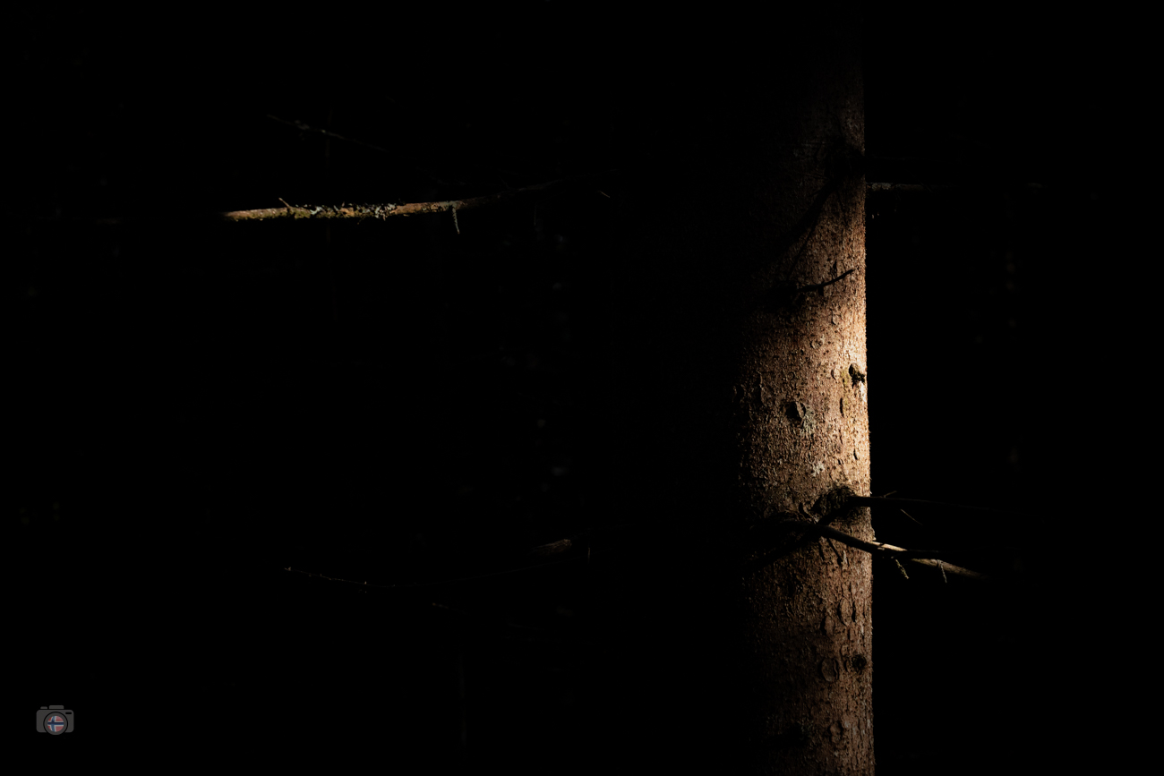 Von Sonnenlicht beleuchteter Baumstamm in dunklem Wald, FineArt-Fotografie aus dem Projekt Fragmente des Waldes.