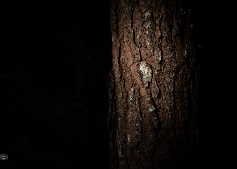 Von Sonnenlicht beleuchteter Baumstamm in dunklem Wald, FineArt-Fotografie aus dem Projekt Fragmente des Waldes.