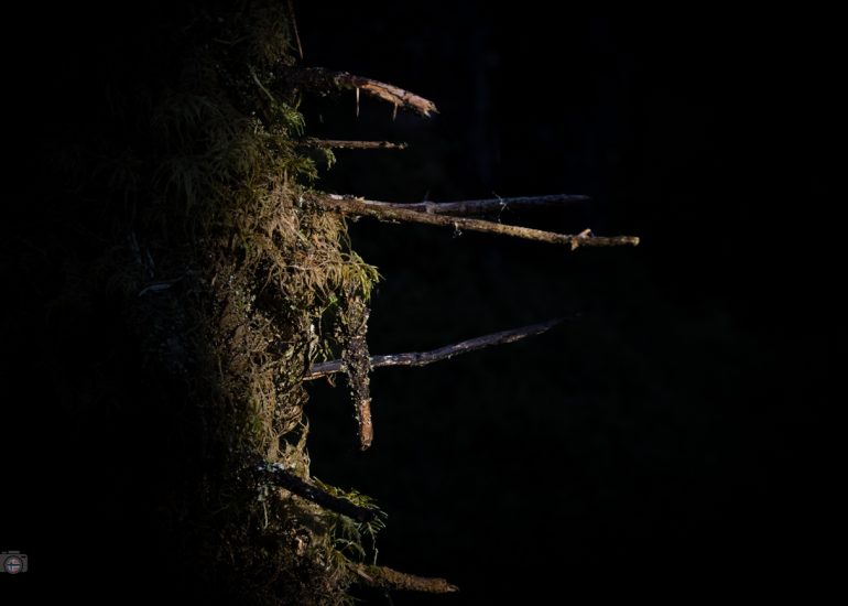Von Sonnenlicht beleuchteter Baumstamm in dunklem Wald, FineArt-Fotografie aus dem Projekt Fragmente des Waldes.