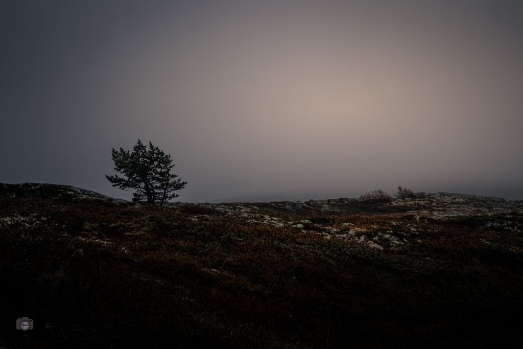Einzelner Baum im norwegischen Hochland mit Nebel und diffus sichtbarer Sonne