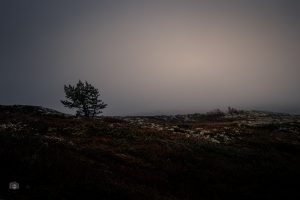 Einzelner Baum im norwegischen Hochland mit Nebel und diffus sichtbarer Sonne