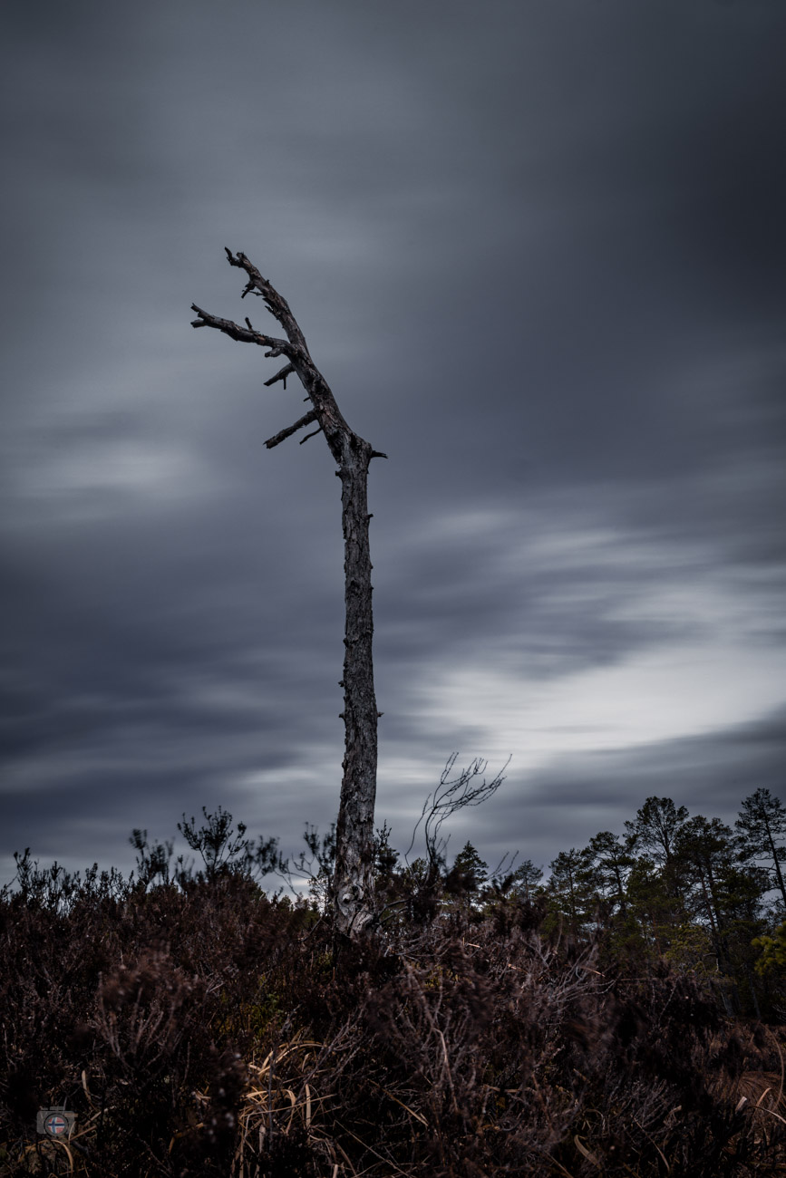 Nur wenige Äste erinnern noch an die Krone, die dieser Baum einst getragen hat. Allein steht er unter dem schweren Himmel. Gezeichnet von de