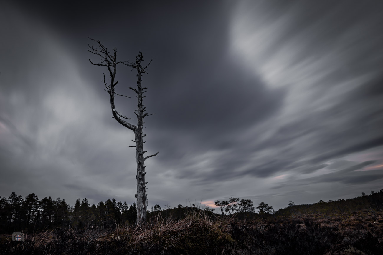 Gezeichnet von den Jahren steht der alte Baum allein in der offenen Landschaft. Über ihm zieht der Himmel weiter, während sein kahler Stamm 