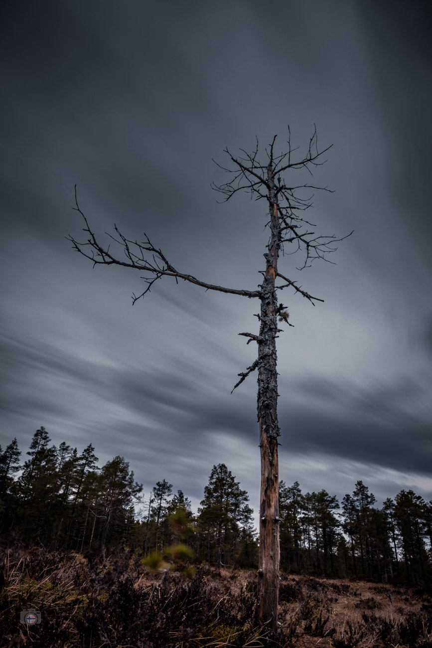 Kahl und gezeichnet steht der alte Baum noch immer aufrecht in der Landschaft. Über ihm ziehen die Wolken vorüber, Jahre vergehen und doch s