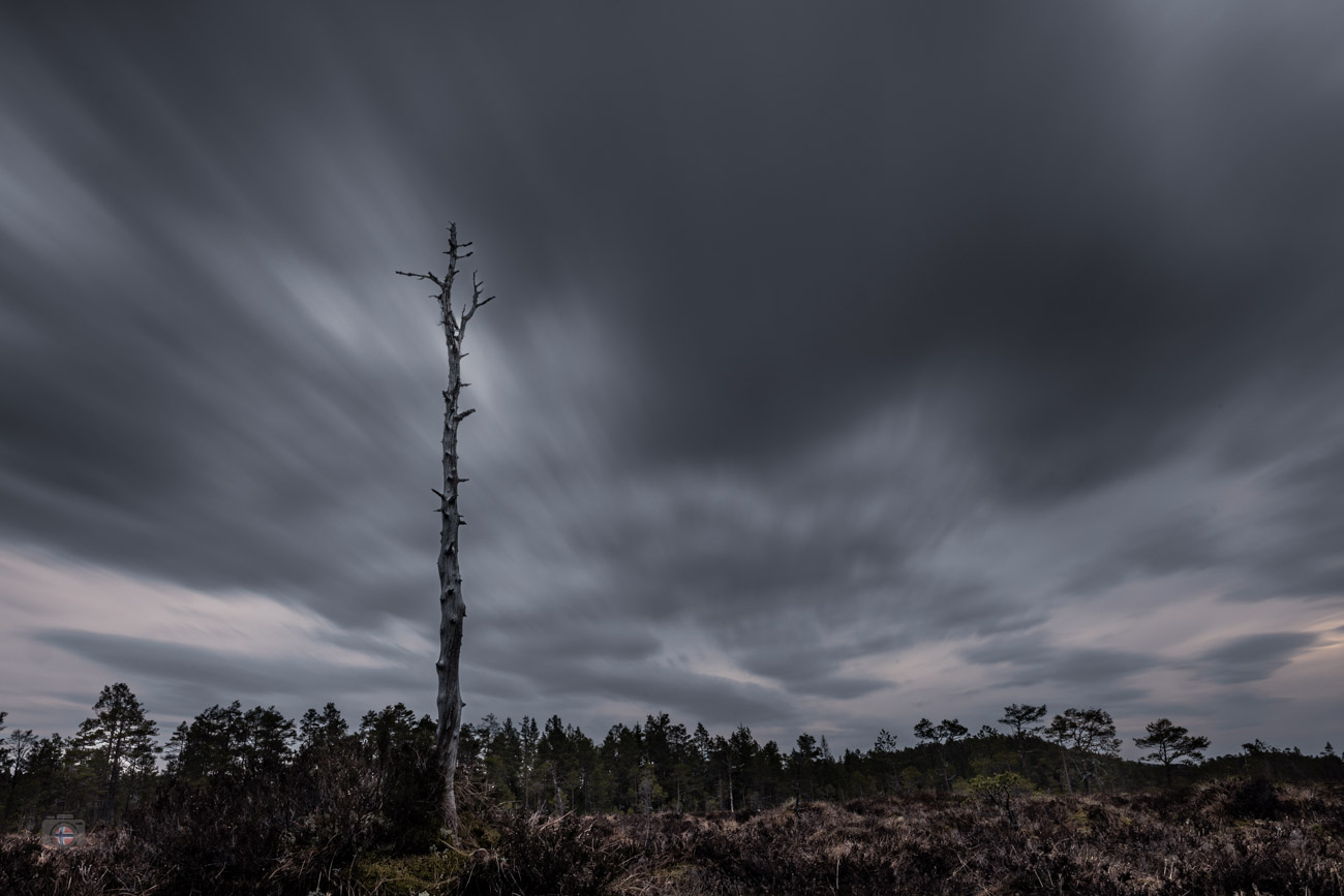 Nur noch ein schmaler Stamm ragt aus der Landschaft in den schweren Himmel. Fast alles, was einmal Baum war, ist verschwunden. Geblieben ist