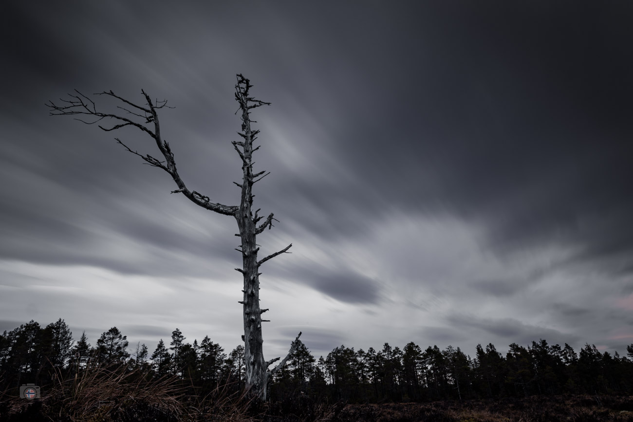 Der Wind treibt die Wolken über den Himmel, doch der kahle Baum bleibt unbewegt zurück. Seine letzten Äste ragen ins Licht. Starr und zerbre