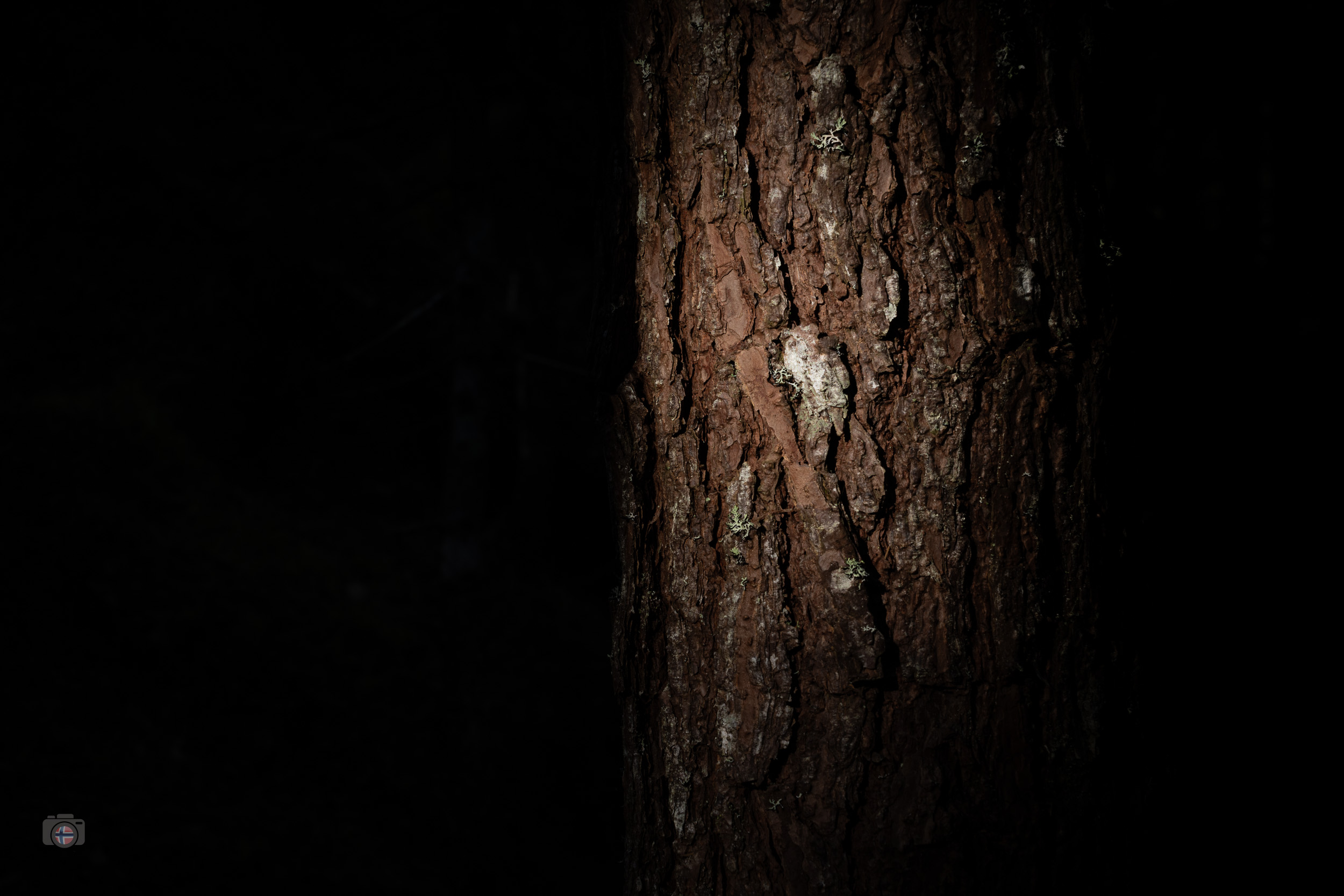 Titelbild des Fotoprojekts Fragmente des Waldes