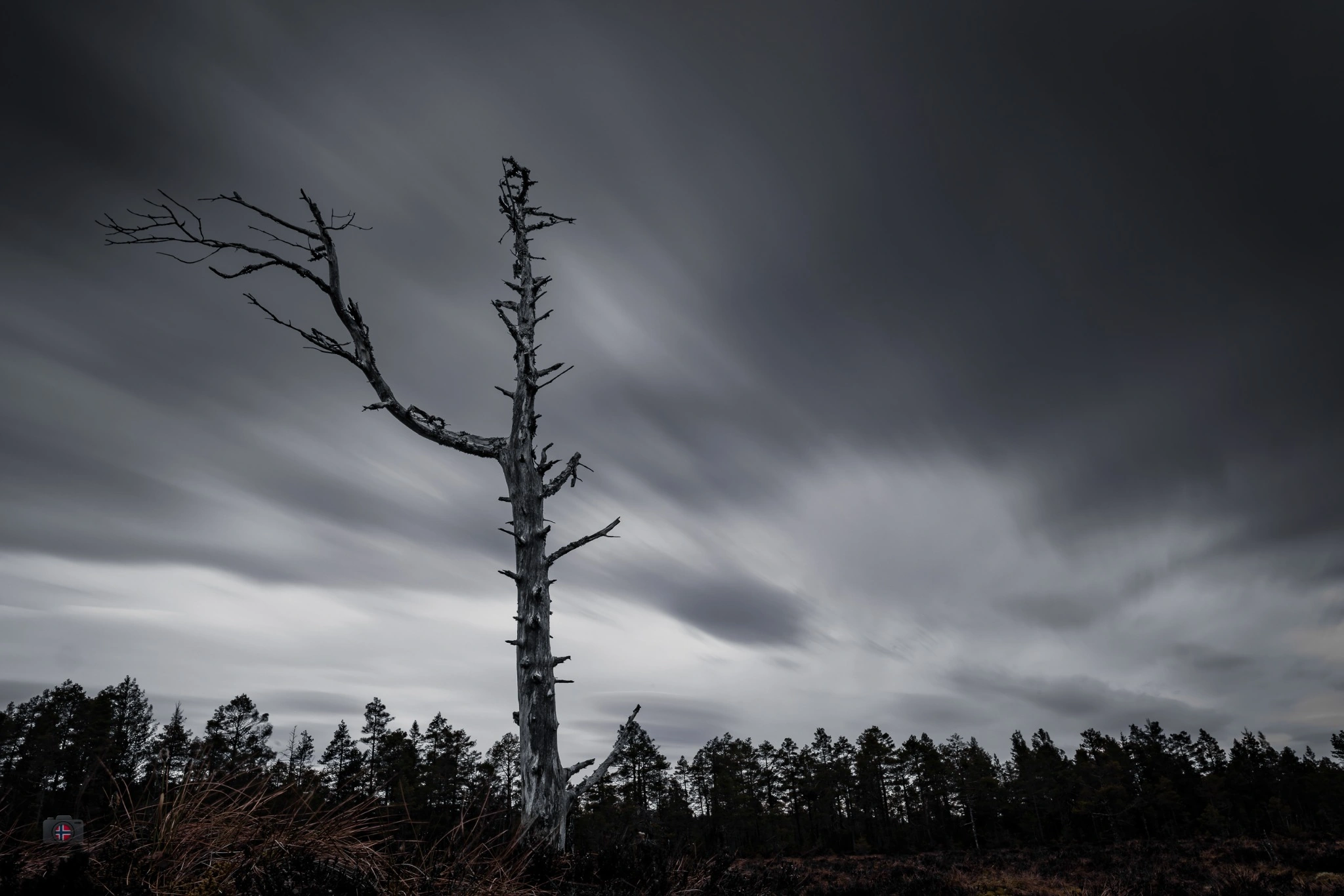 Kahler Baum vor bewegten Wolken in Schwarzweiß.