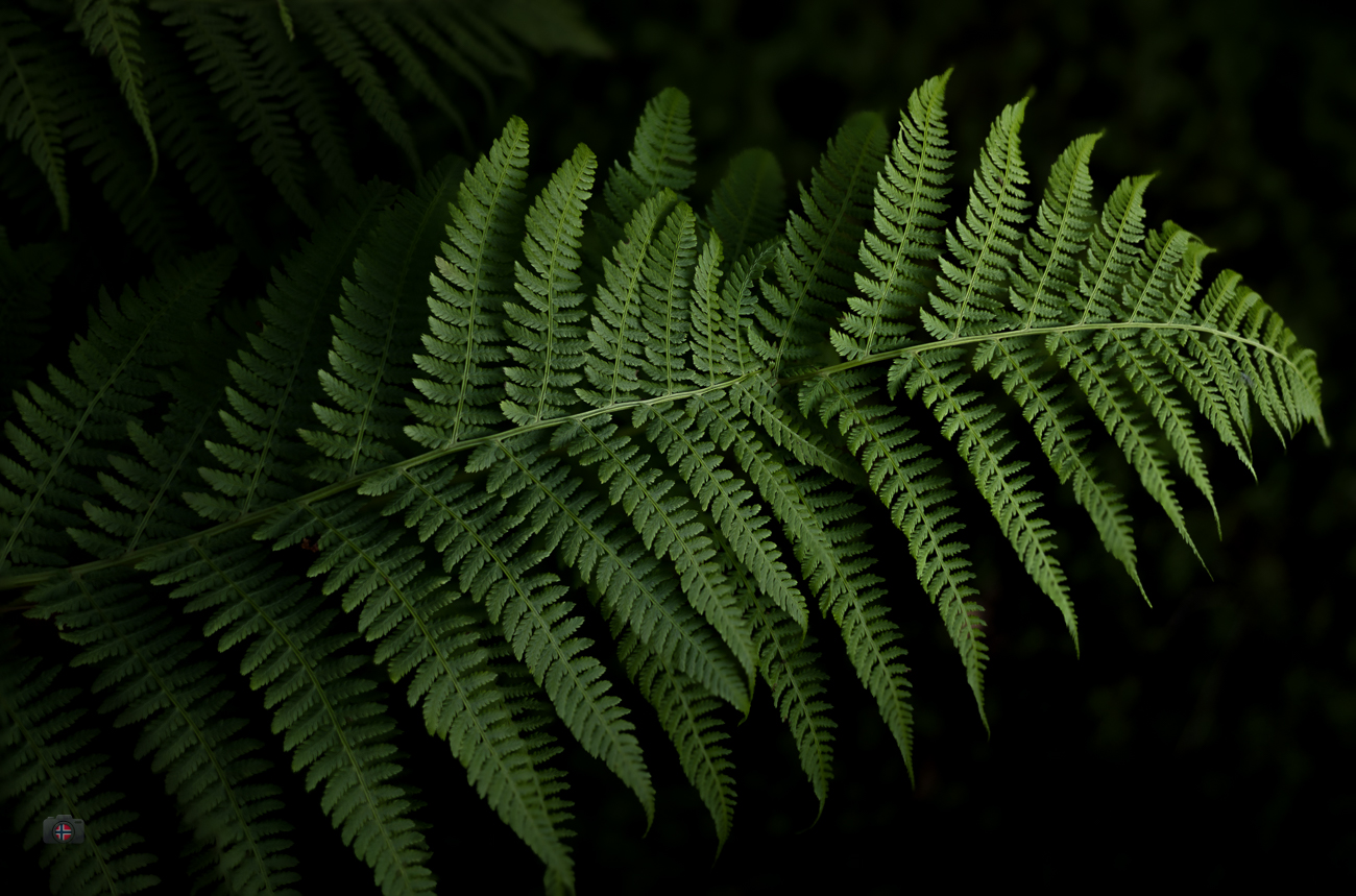 Green fern frond with delicate leaves against a dark forest background