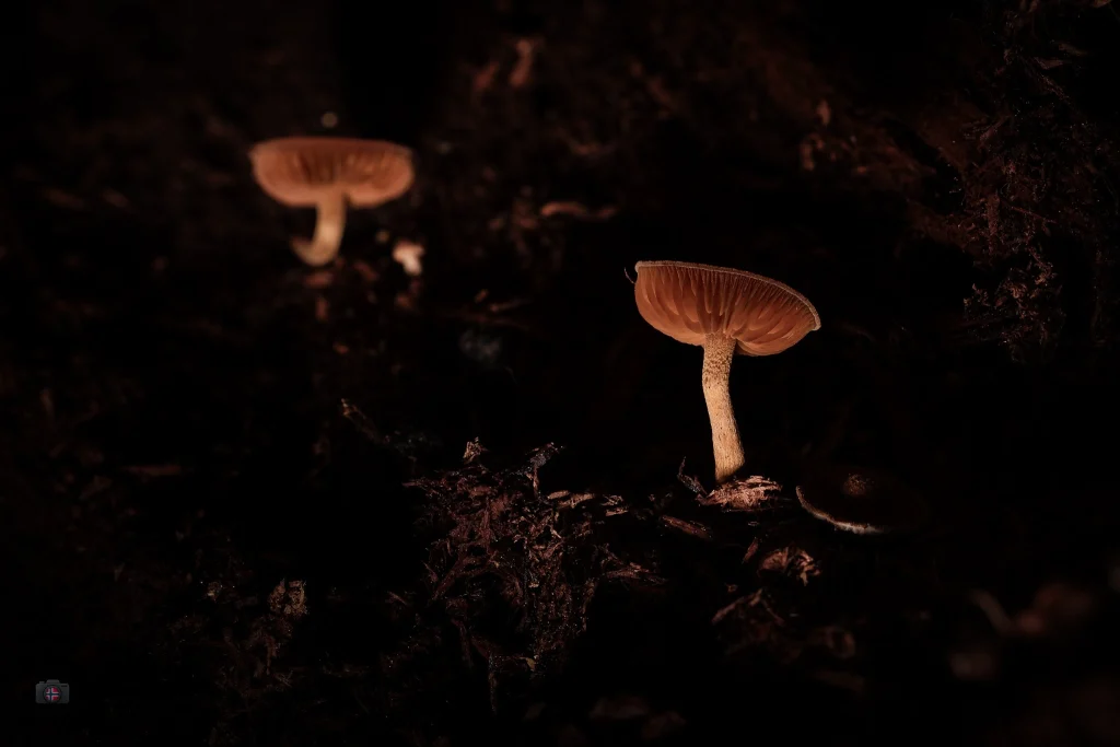 Zwei kleine Pilze auf dunklem Waldboden, von warmem Licht beleuchtet; sichtbare Lamellen unter dem Pilzhut.