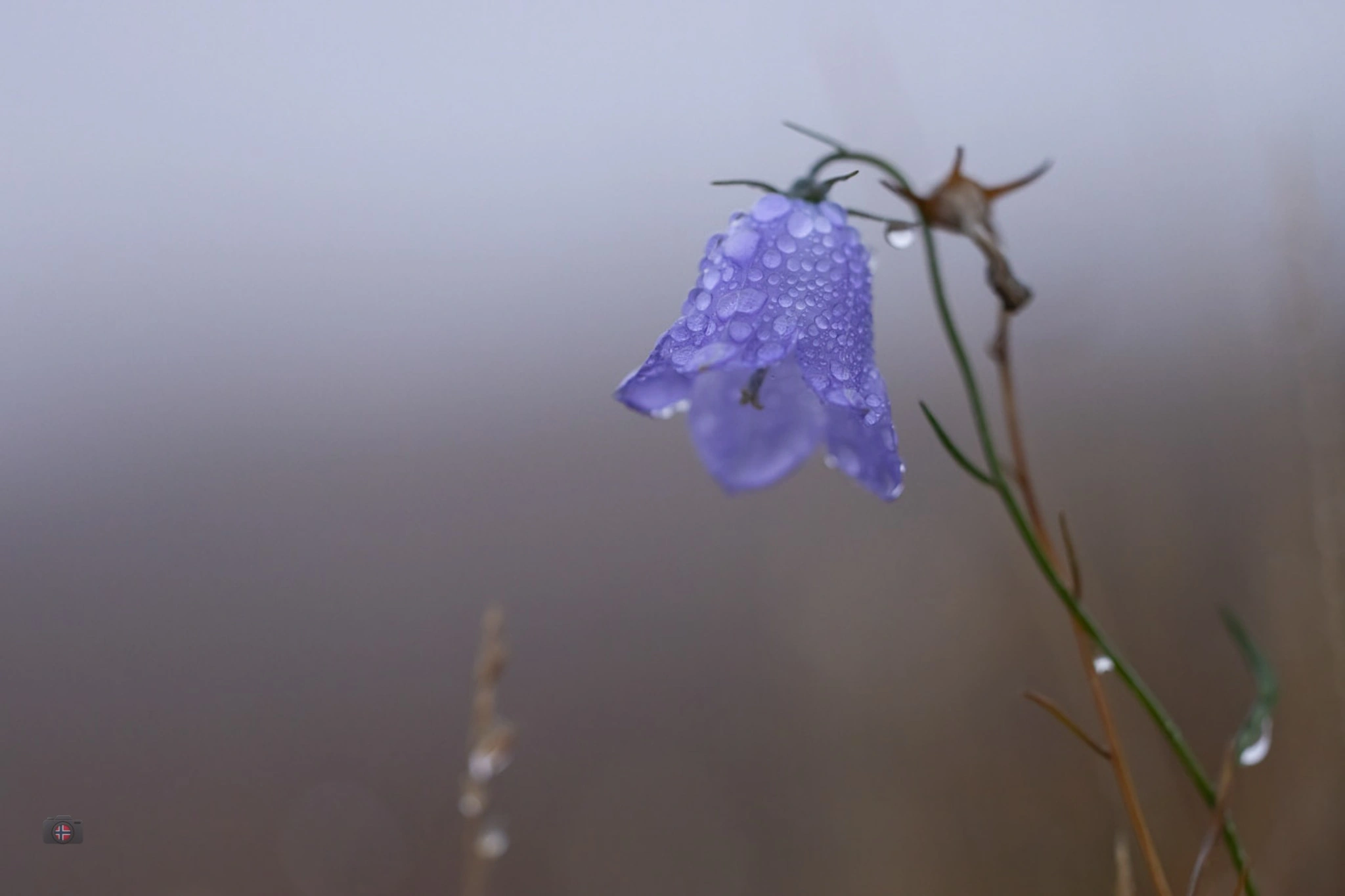 Violette Glockenblume mit Tropfen vor unscharfem Hintergrund.